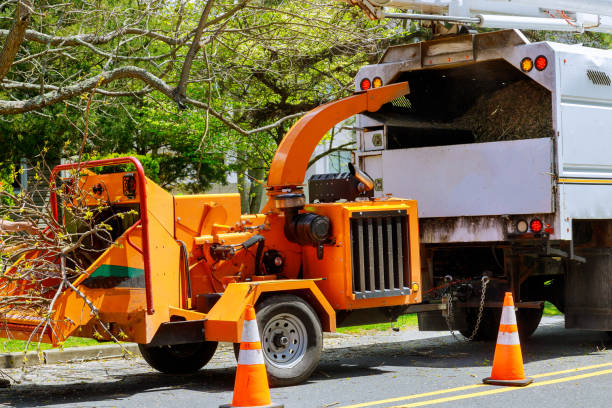 How Our Tree Care Process Works  in Gunbarrel, CO