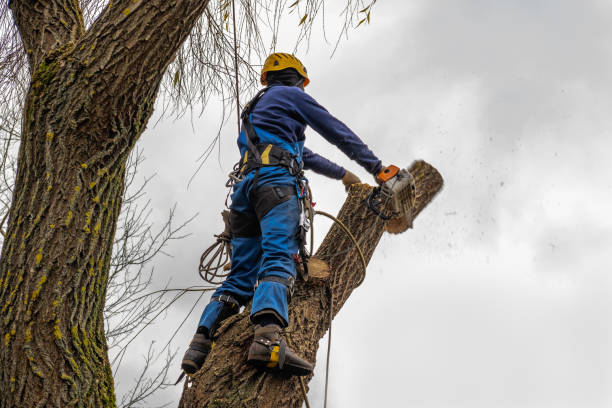 Best Tree Cabling and Bracing  in Gunbarrel, CO