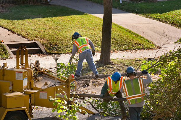 Best Palm Tree Trimming  in Gunbarrel, CO