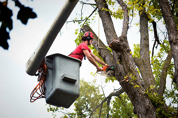 Reliable Gunbarrel, CO Tree Services Solutions