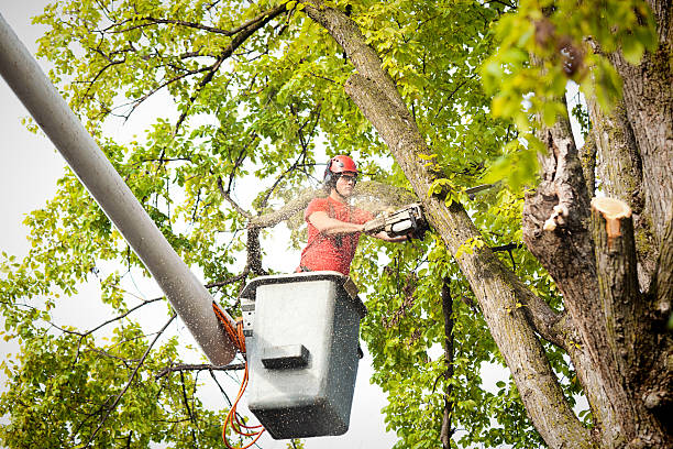 Best Stump Grinding and Removal  in Gunbarrel, CO