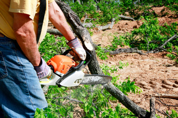 Best Tree Maintenance Programs  in Gunbarrel, CO